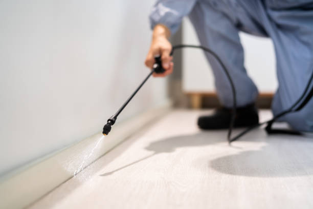 Licensed Wasp Removal service in Inverness, FL - Show Me Pest Control